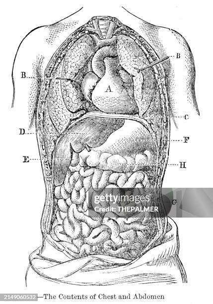 the contents of chest and abdomen anatomy engraving 1881 - lymphatic system stock illustrations