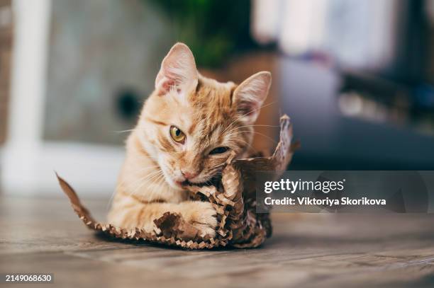 the cat is playing with paper - sick cat stock pictures, royalty-free photos & images
