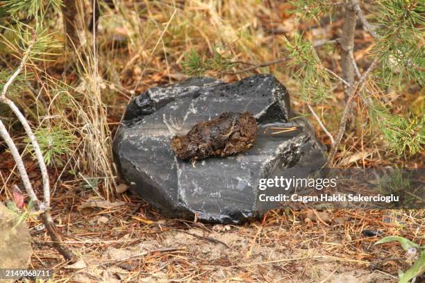Wolves Poop 471 Scat Stock Photos, High-Res Pictures, and Images - Getty Images