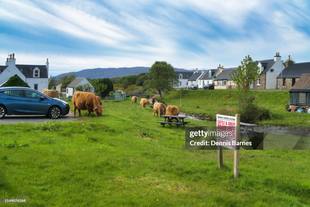 Wild Highland Cattle grazing freely at Famous highland traditional crofting village of Duirinish, near Plockton, Lochalsh.