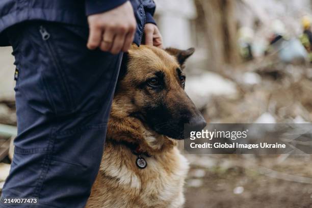 Rescuer with a search-and-rescue dog during search and rescue operation at object of social infrastructure destroyed as result of Russian missile...