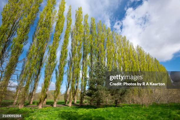 avenue of tall lombardy poplar trees in spring - poplar tree stock pictures, royalty-free photos & images