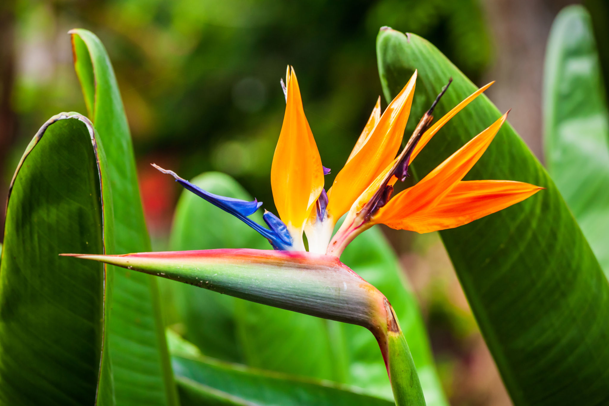 jardim botanico