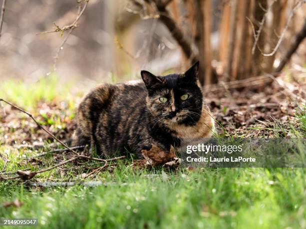 tortoiseshell cat outdoors - tortoise shell stock pictures, royalty-free photos & images