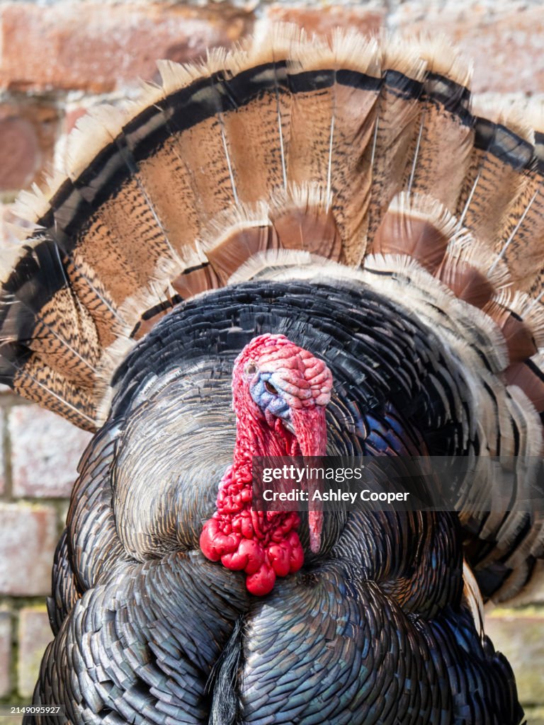 A norfolk bronze Turkey on a small holding in moreston, Norfolk, UK.