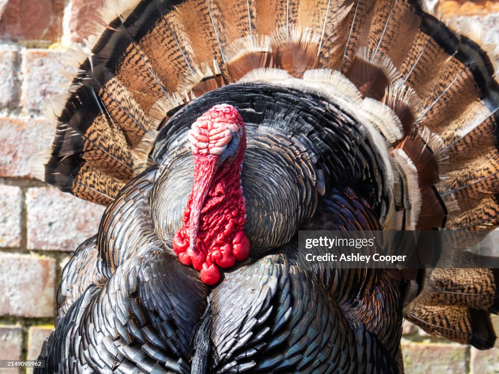 A norfolk bronze Turkey on a small holding in moreston, Norfolk, UK.