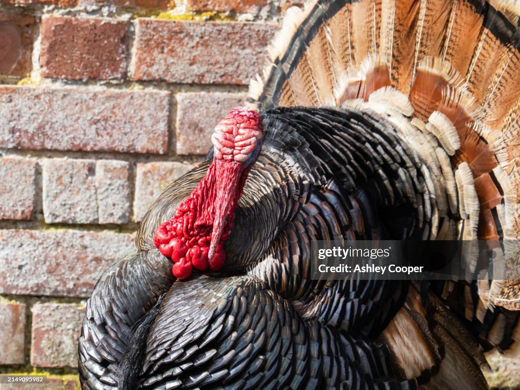 A norfolk bronze Turkey on a small holding in moreston, Norfolk, UK.
