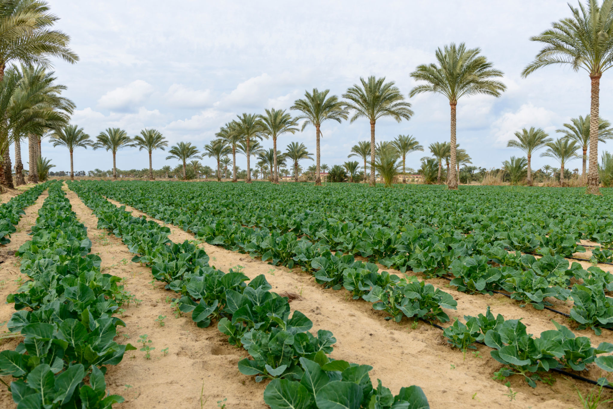 egypt fertilizer production