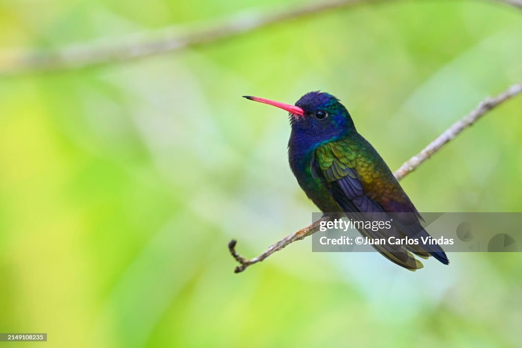 White-chinned Sapphire