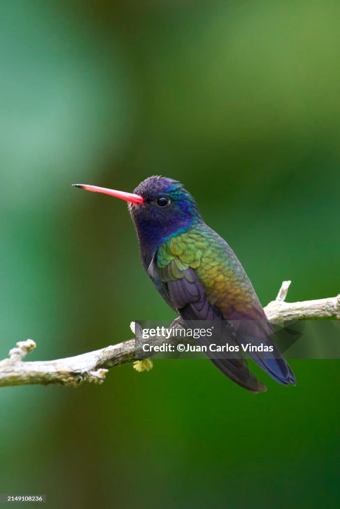 White-chinned Sapphire