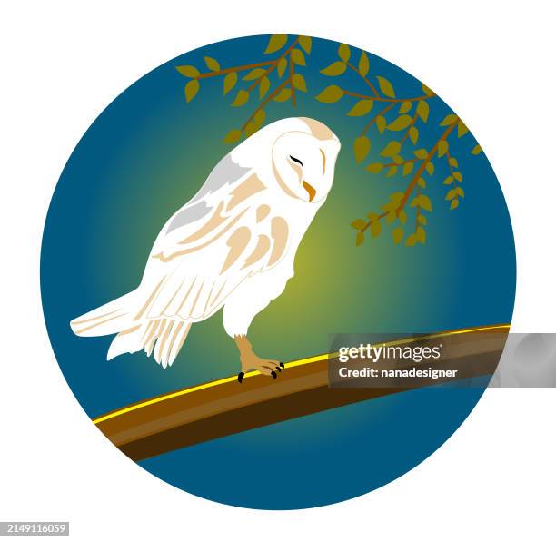 the barn owl - barn owl stock illustrations