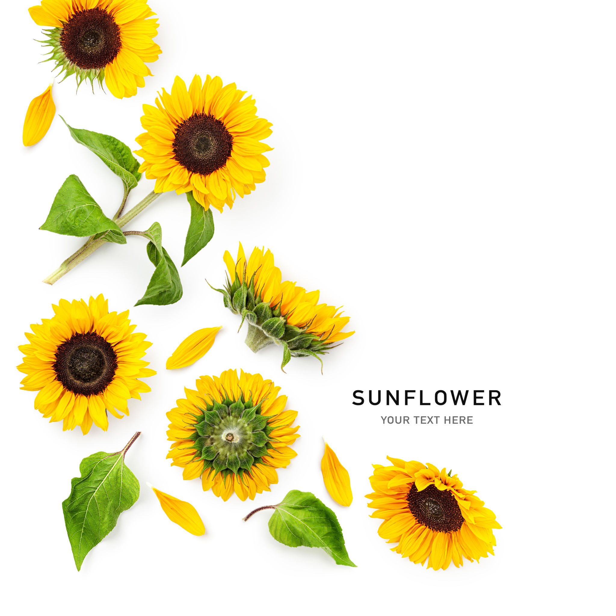 sunflowers