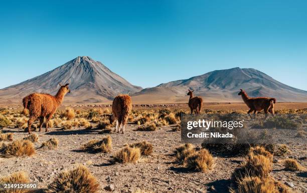 lamas grasen vor dem majestätischen vulkankegel in atacama, chile - alpaka stock-fotos und bilder