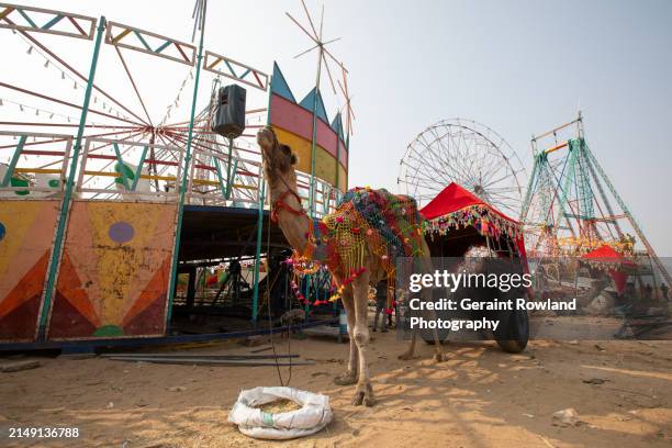 the annual pushkar festival amusement park - camel fair stock pictures, royalty-free photos & images