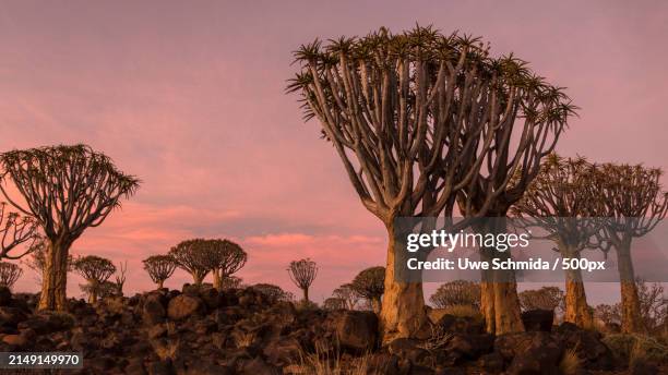 low angle view of trees against sky during sunset - quiver stock pictures, royalty-free photos & images