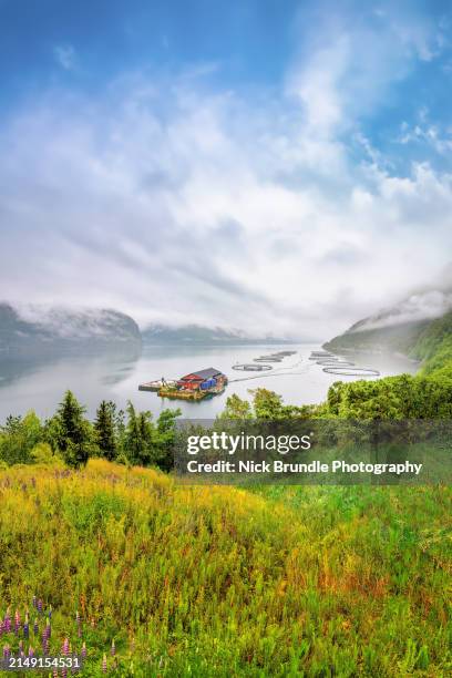 salmon farms, norway. - saltwater fish stock pictures, royalty-free photos & images