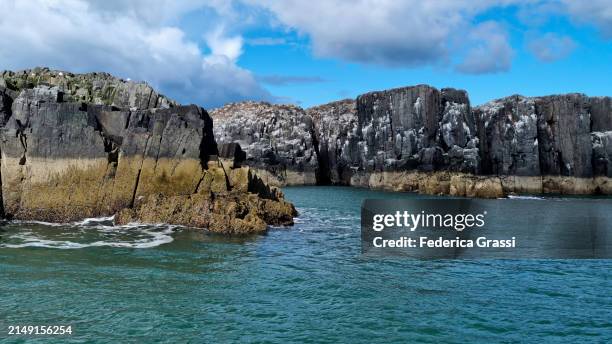 view of staple island, farne islands, north sea - north stock pictures, royalty-free photos & images