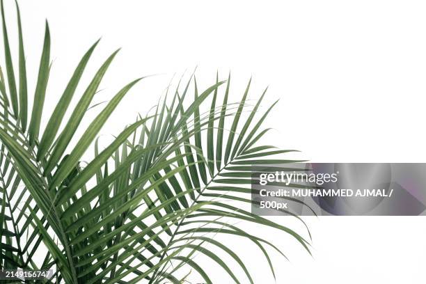 close-up of palm tree against white background,united arab emirates - foglia di palma foto e immagini stock