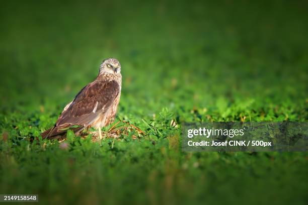 close-up of owl perching on grass - pluviômetro - fotografias e filmes do acervo