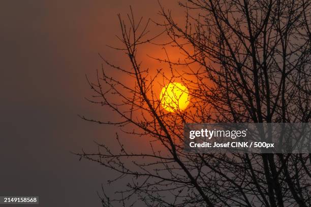 low angle view of silhouette of bare tree against sky during sunset - pluviômetro - fotografias e filmes do acervo