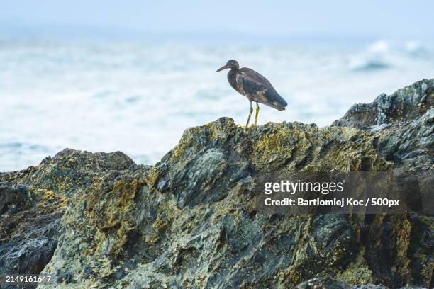 side view of bird perching on rock at beach - egretta sacra stock pictures, royalty-free photos & images