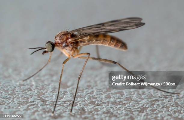 close-up of insect on wood - zanzara foto e immagini stock