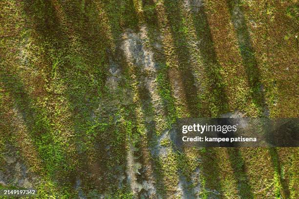 a green and brown wall with a lot of moss growing on it - mousse-végétale photos et images de collection