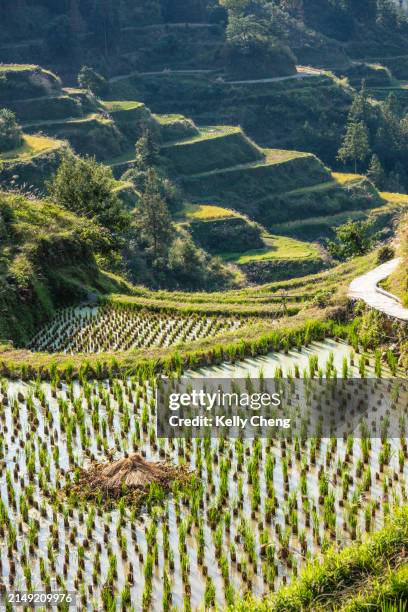 rice terraces in tangan dong village, guizhou, china - tribo asiática imagens e fotografias de stock