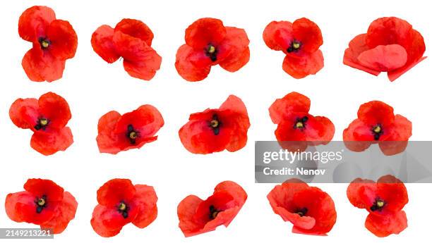 red poppies on white background - coquelicot photos et images de collection
