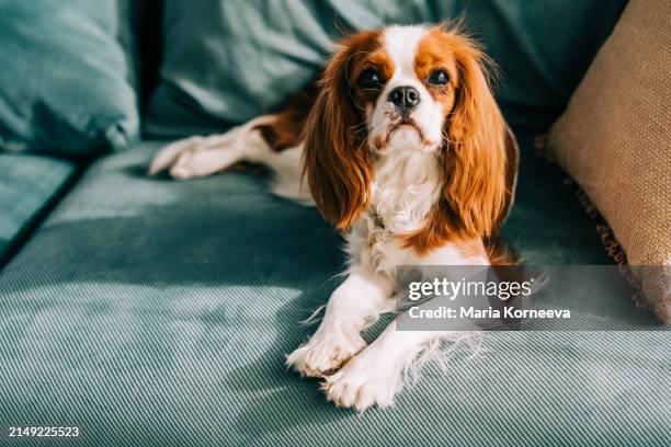 cute cavalier king charles spaniel relaxing on the sofa at home. - cavalier king charles spaniel stock pictures, royalty-free photos & images