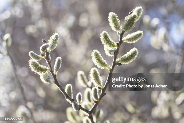 catkins on a branch - pussy willow stock pictures, royalty-free photos & images