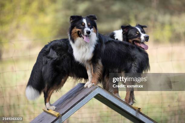 dos perros pastores australianos entrenando en la plataforma - perro adiestrado fotografías e imágenes de stock