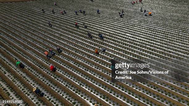 Migrant workers pick strawberries during harvest south of San Francisco, California.