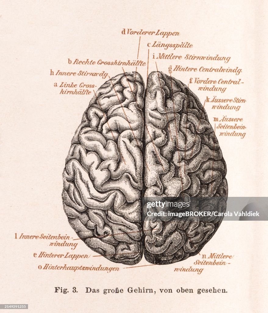 Medicine, anatomy, illustration, human brain from above, brain, cerebrum with detailed convolutions, with labelling, left and right cerebral hemisphere, inner frontal convolutions, anterior lobe, longitudinal fissure, anterior and posterior central