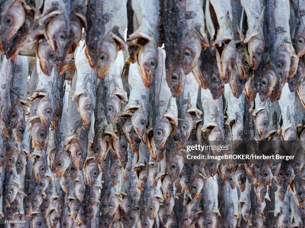 Atlantic Cod Hung Up To Dry As Stockfish An Old Preservation Method ...