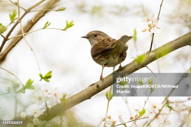 dunnock (prunella modularis) sitting on a flowering branch in spring, hesse, germany, europe - prunellidae stock pictures, royalty-free photos & images