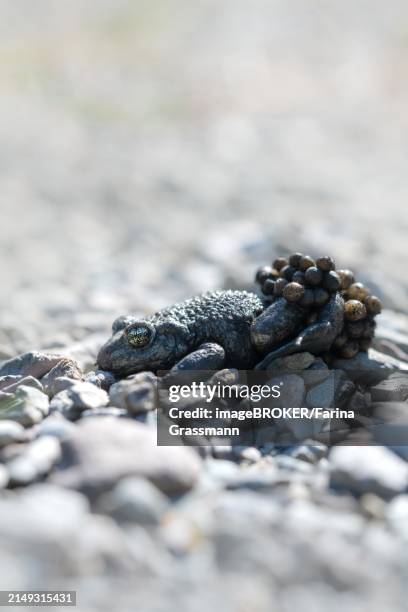 common midwife toad (alytes obstetricans), male with eggs well camouflaged between small stones, north rhine-westphalia, germany, europe - toad eggs stock pictures, royalty-free photos & images