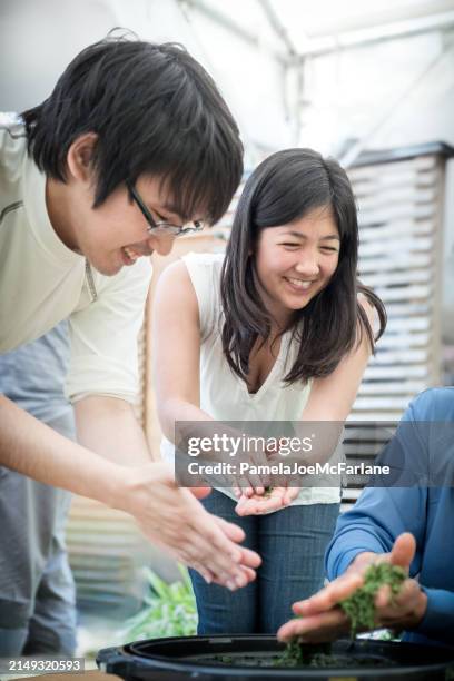 japanese farmers teach multiracial woman eco-tourist to roll tea leaves - hand roll stock pictures, royalty-free photos & images