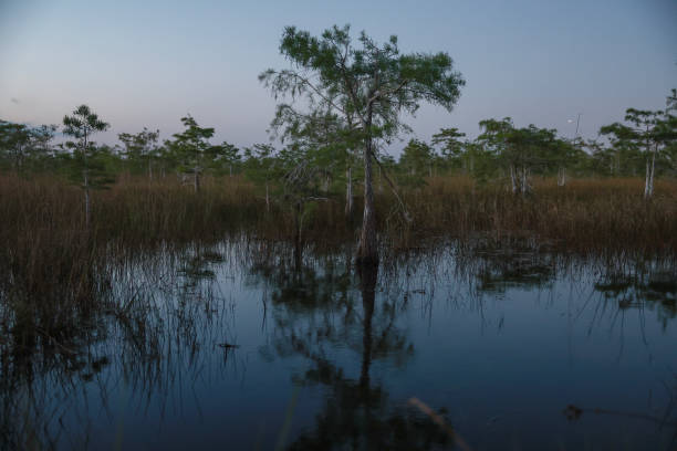 FL: The Natural Wonder Of Florida's Everglades National Park