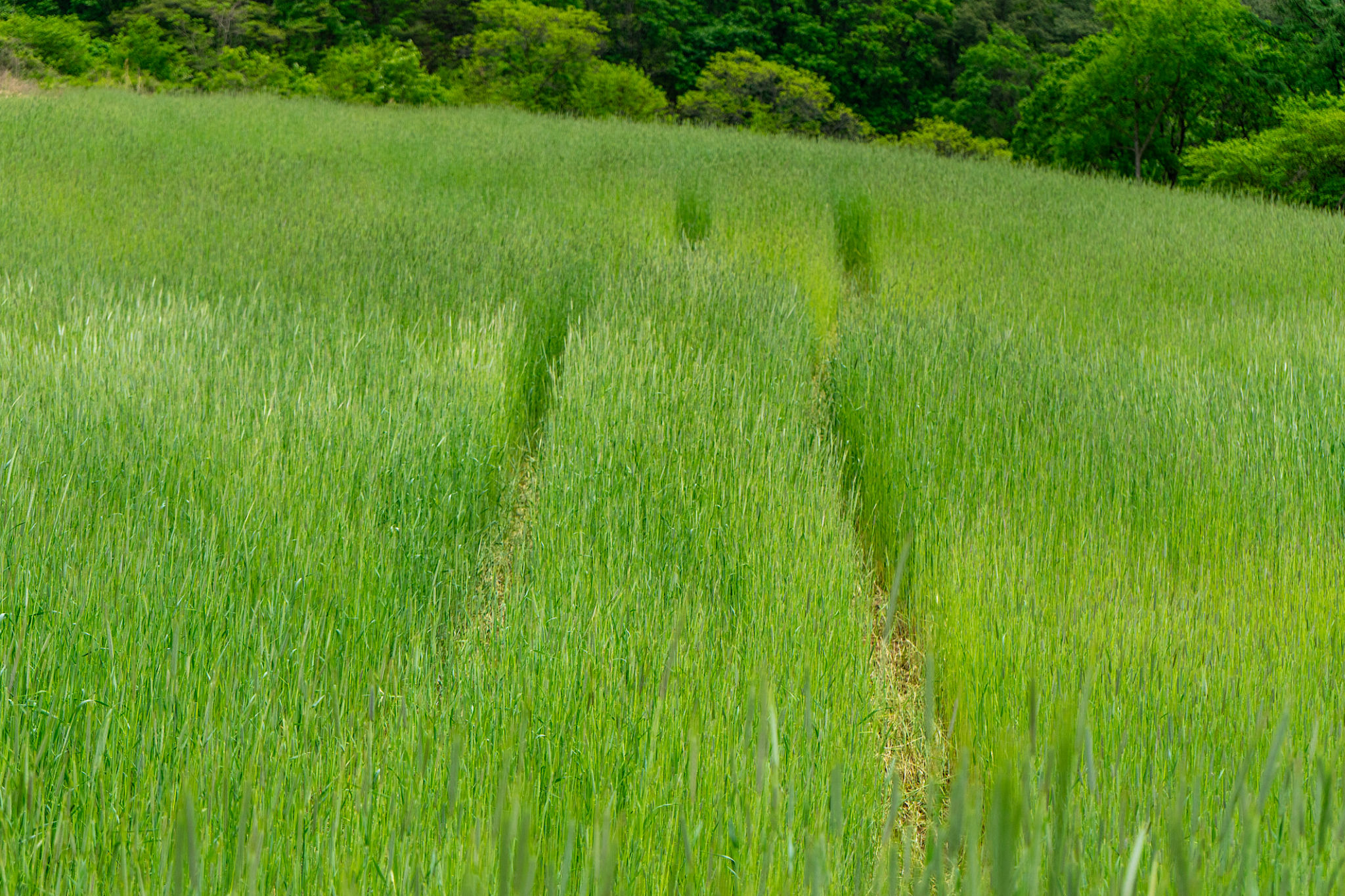 nature swales