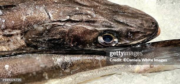 Large Cod Head 234 Cod Fish Head Stock Photos, High-Res Pictures, and Images - Getty ...