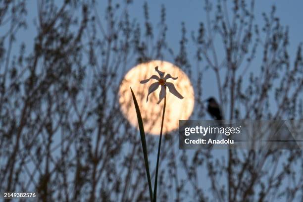 Moon During Spring Full Moon Spring Photos and Premium High Res Pictures - Getty Images