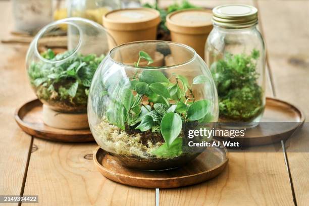 close-up of set of beautiful terrariums on wooden table - terrarium stock pictures, royalty-free photos & images