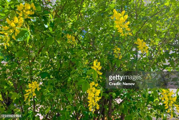 laburnum anagyroides - laburnum anagyroides stock pictures, royalty-free photos & images