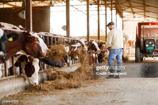 feeding the herd - livestock stock pictures, royalty-free photos & images