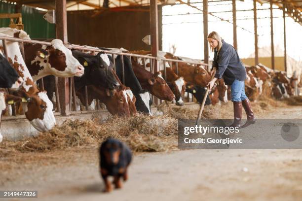 fütterungszeit - tierhaltung stock-fotos und bilder