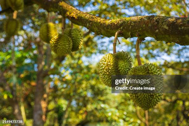 durian fruit on the tree in the orchard ready for transportation to be sold to markets around the world. - estado de selangor fotografías e imágenes de stock