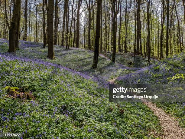 bluebell bloom in beech forest - purple wildflowers stock pictures, royalty-free photos & images