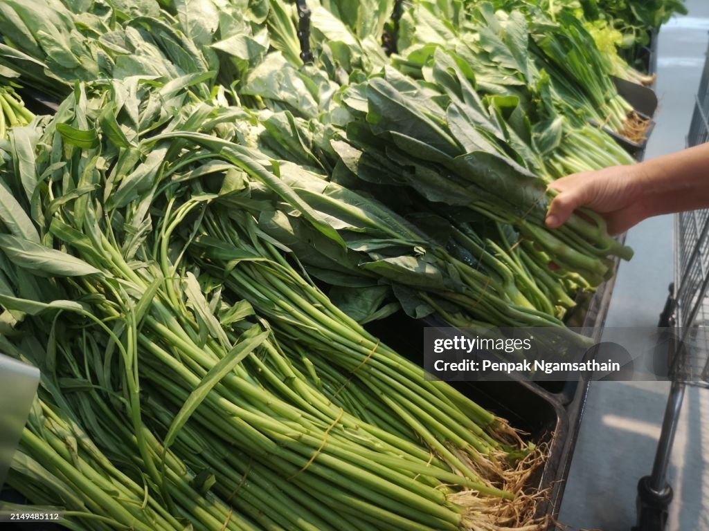 Hand holding Cale green vegetable