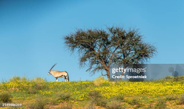 gemsbok isolated on top of overgrown kalahari dune - kalahari stockfoto's en -beelden